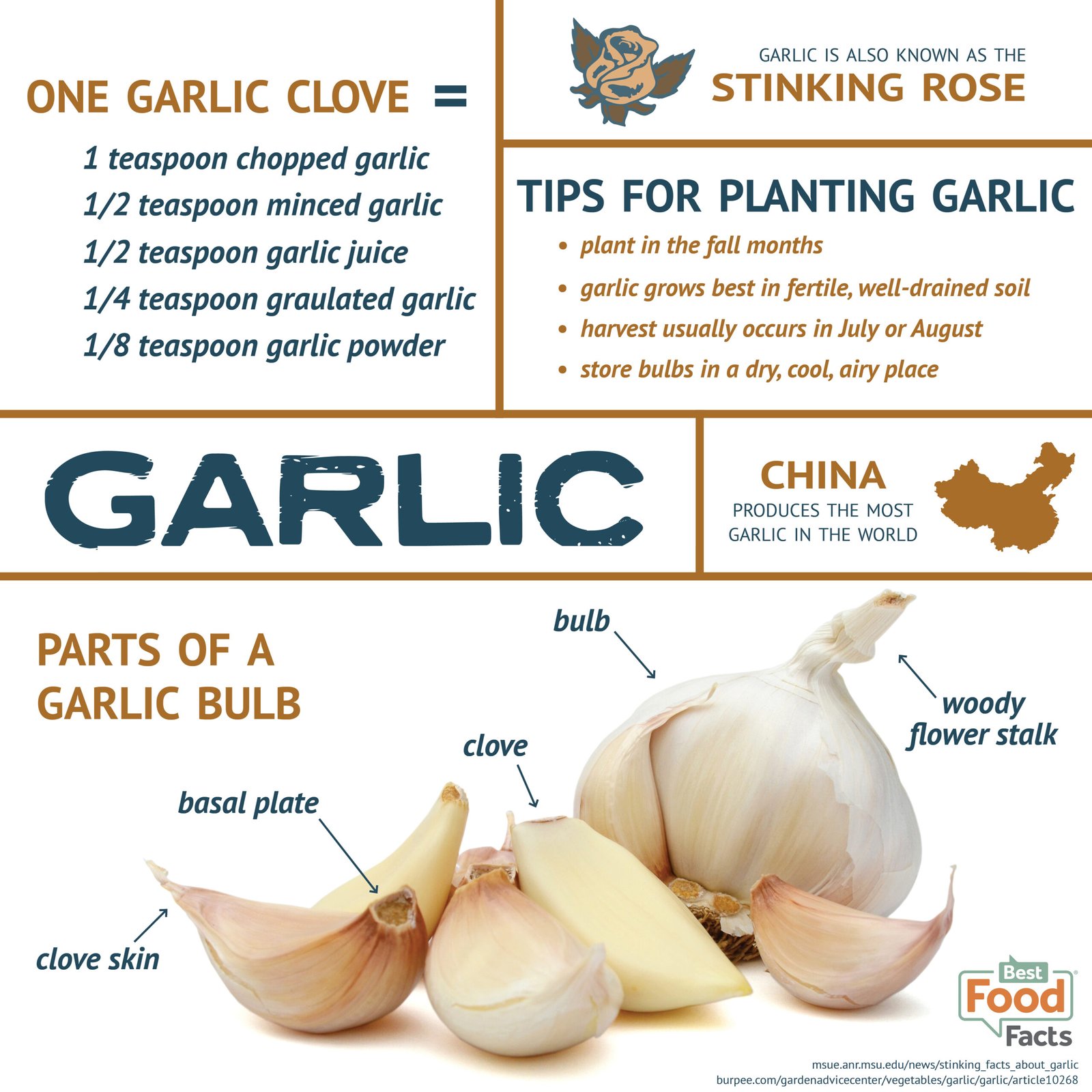 The Amazing Health Benefits of Garlic
