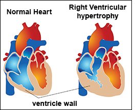 The Role of Minerals in Maintaining Heart Health